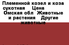 Племенной козел и коза сукотная  › Цена ­ 18 000 - Омская обл. Животные и растения » Другие животные   